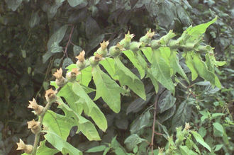 Hyoscyamus niger/ rdo: Flora Ojczysta