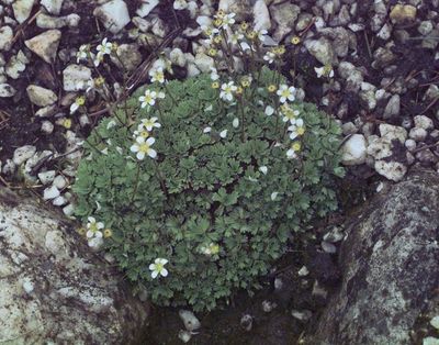 Saxifraga wahlenbergii / rdo: Flora Ojczysta