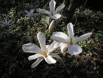 Magnolia japoska (Magnolia kobus  )/ rdo: Wikipedia