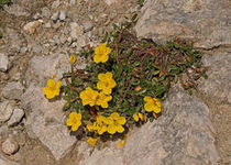 Posonek alpejski (Helianthemum alpestre)/ rdo: Wikipedia