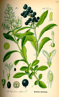Ligustr pospolity (Ligustrum vulgare)/ rdo: Wikipedia