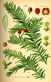 Cis pospolity (Taxus baccata)/rdo: Wikipedia