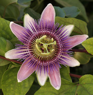 Mczennica (Passiflora)/ Autor: Tomas Castelazo/ rdo: Wikipedia