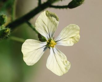 Kwiat rodziny krzyowych Cruciferae (Brassicaceae)/ Autor: Alvesgaspar/ rdo: Wikipedia 