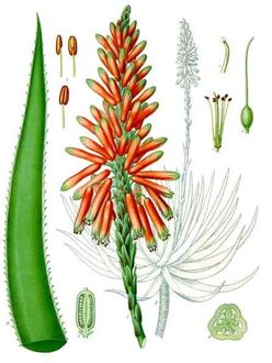 Aloes sokotrzaski (Aloe succotrina)/ Autor: Franz Eugen Khler/ rdo: Wikipedia