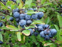 liwa tarnina (Prunus spinosa)/ Autor: Martin Olsson/ rdo: Wikipedia