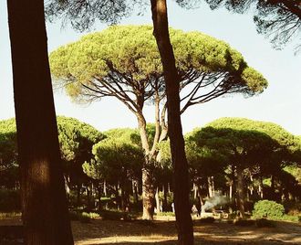 Pinia ( Pinus pinea)/ Autor: Manfred Werner/ rdo: Wikipedia