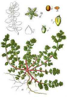 Poonicznik nagi (Hierniaria glabra)/ rdo : Wikipedia