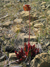 Kapturnica purpurowa (Saracenia purpurea) - pokrj oglny/ rdo: Wikipedia