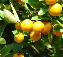 Kumkwat (Citrus japonica)/ rdo: Wikipedia