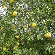 Grapefruit (Citrus x paradisi)/ rdo: Wikipedia