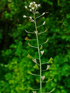 Tasznik pospolity (Capsella bursa-pastoris)/ rdo:Wikipedia