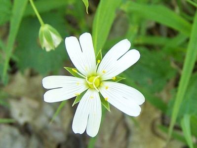 Gwiazdnica wielkokwiatowa (Stellaria holostea)/ rdo: Wikipedia