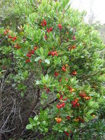 Drzewo poziomkowe (Arbutus unedo)/ rdo: Wikipedia