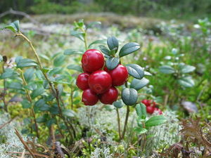 Borwka brusznica (Vaccinium vitis-idaea/ rdo: Wikipedia