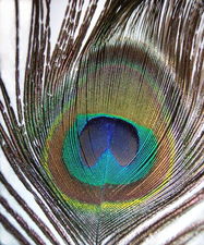 Pojedyncze piro pawia indyjskiego (Pavo cristatus)/ rdo: Wikipedia