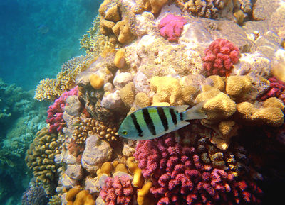 Bogactwo ycia rafy koralowej/ autor: Jan Wajszczuk