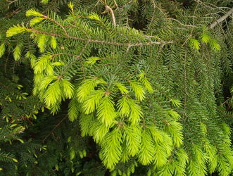 wierk serbski (Picea omorika)/ 
rdo: Wikipedia