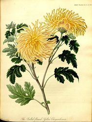 Chryzantema /rdo: Plant Illustrations