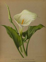 Zantedeschia (kalijka, cantedeskia)/rdo: Plant Illustrations