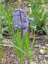Hyacinthus orientalis (hiacynt)/rdo: Wikipedia 