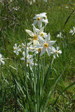 Narcissus (Narcyz) /rdo: Wikipedia