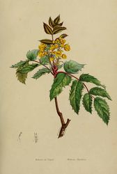 Mahonia nepalensis/rdo: Plant Illustrations