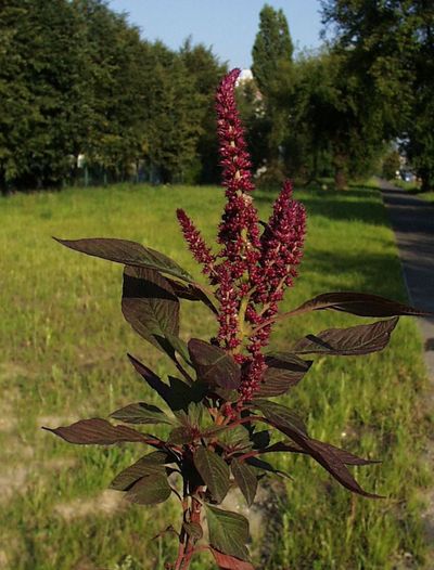 Amaranthus cruentus/ rdo: Flora Ojczysta