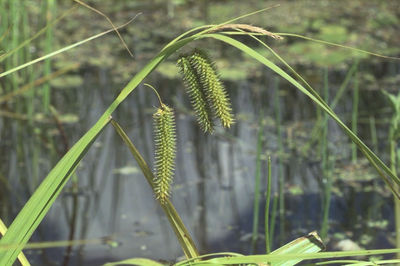 Carex pseudocyperus/ rdo: Flora Ojczysta