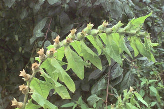 Hyoscyamus niger/ źródło: Flora Ojczysta Hyoscyamus niger/ źródło: Flora Ojczysta