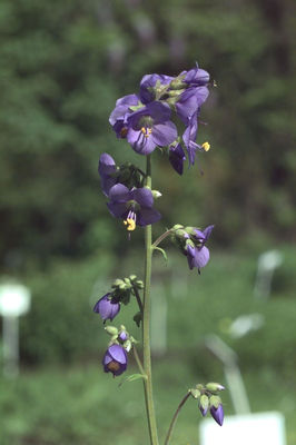 Polemonium coeruleum/ rdo: Flora Ojczysta