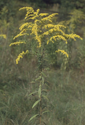 Solidago canadensis/ źródło: Flora Ojczysta Solidago_canadensis