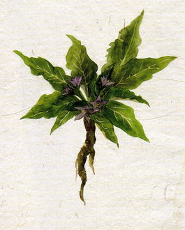 Mandragora- ilustracja z artykułu Haliny Galery Mandragora- ilustracja z artykułu Haliny Galery