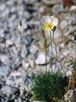 Papaver alpinum/ Autor: Maja Graniszewska Papaver alpinum/ Autor: Maja Graniszewska