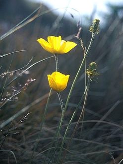 Papaver pseudocanescens/ Autor: Maja Graniszewska