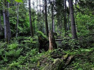 Puszcza Białowieska/ autor: Janusz Korbel Puszcza Białowieska/ autor: Janusz Korbel