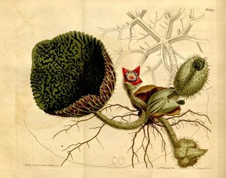 Rozłożnia kolczasta (Euryale ferox )/ Źródło: Wikipedia Rozłożnia kolczasta (Euryale ferox )/ Źródło: Wikipedia