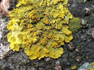 Xanthoria parietina/ Autor: Maja Masłowska Xanthoria parietina/ Autor: Maja Masłowska