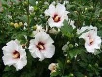 Ketmia syryjska (Hibiscus syriacus)/ rdo: Wikipedia