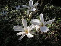Magnolia japońska (Magnolia kobus )/ Źródło: Wikipedia Magnolia japońska (Magnolia kobus )/ Źródło: Wikipedia