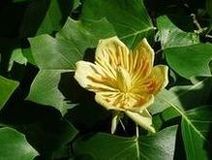 Tulipanowiec amerykański (Liriodendron tulipifera) / Źródło: Wikipedia Tulipanowiec amerykański (Liriodendron tulipifera) / Źródło: Wikipedia