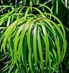 Zastrzalin (Podocarpus henkelii)/ Źródło: Wikipedia Zastrzalin (Podocarpus henkelii)/ Źródło: Wikipedia