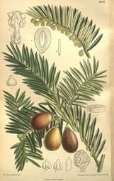 Głowocis (Cephalotaxus drupacea)/ Źródło: Wikipedia Głowocis (Cephalotaxus drupacea)/ Źródło: Wikipedia