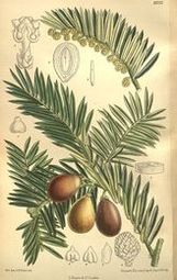 Gowocis (Cephalotaxus drupacea)/ rdo: Wikipedia