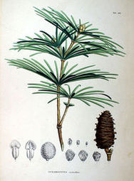 Sośnica japońska (Sciadopitys verticillata)/Źródło: Wikipedia Sośnica japońska (Sciadopitys verticillata)/Źródło: Wikipedia