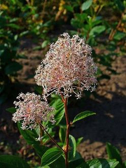 Prusznik amerykaski (Ceanothus americanus)/ rdo: Wikipedia