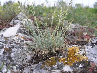 Kostrzewa blada (Festuca pallens)/ Żródło: Wikipedia Kostrzewa blada (Festuca pallens)/ Żródło: Wikipedia