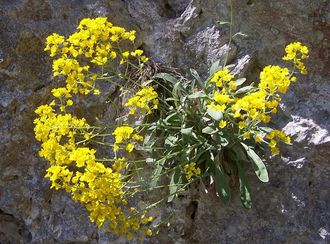 Smagliczka skalna (Alyssum saxatile)/ rdo: Wikipedia