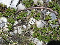 Wierzba wykrojona (Salix retusa)/ Źródło: Wikipedia