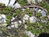 Wierzba wykrojona (Salix retusa)/ Źródło: Wikipedia Wierzba wykrojona (Salix retusa)/ Źródło: Wikipedia